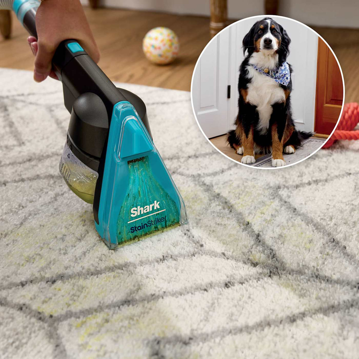 Shark® CarpetXpert™ HairPro® Pet with StainStriker™